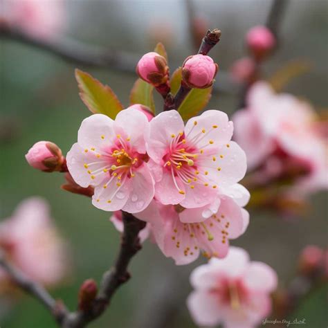 增強桃花運|日本風水師10大提升桃花運方法 隨身帶香水 用這顏色。